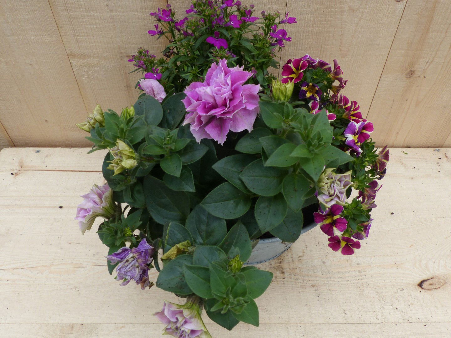 https://cdn.warentuin.nl/media/catalog/product/L/E/LEVE8149900043349_01_warentuin_natuurlijk_plantenbak_zinken_bakje_zomerbloeiers_e69a.JPG