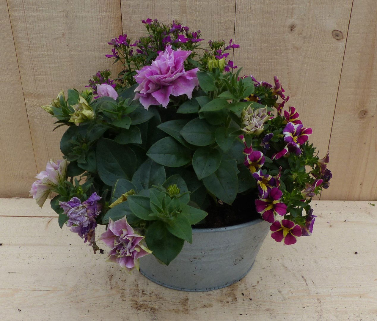 https://cdn.warentuin.nl/media/catalog/product/L/E/LEVE8149900043349_warentuin_natuurlijk_plantenbak_zinken_bakje_zomerbloeiers_ro_4f8d.JPG