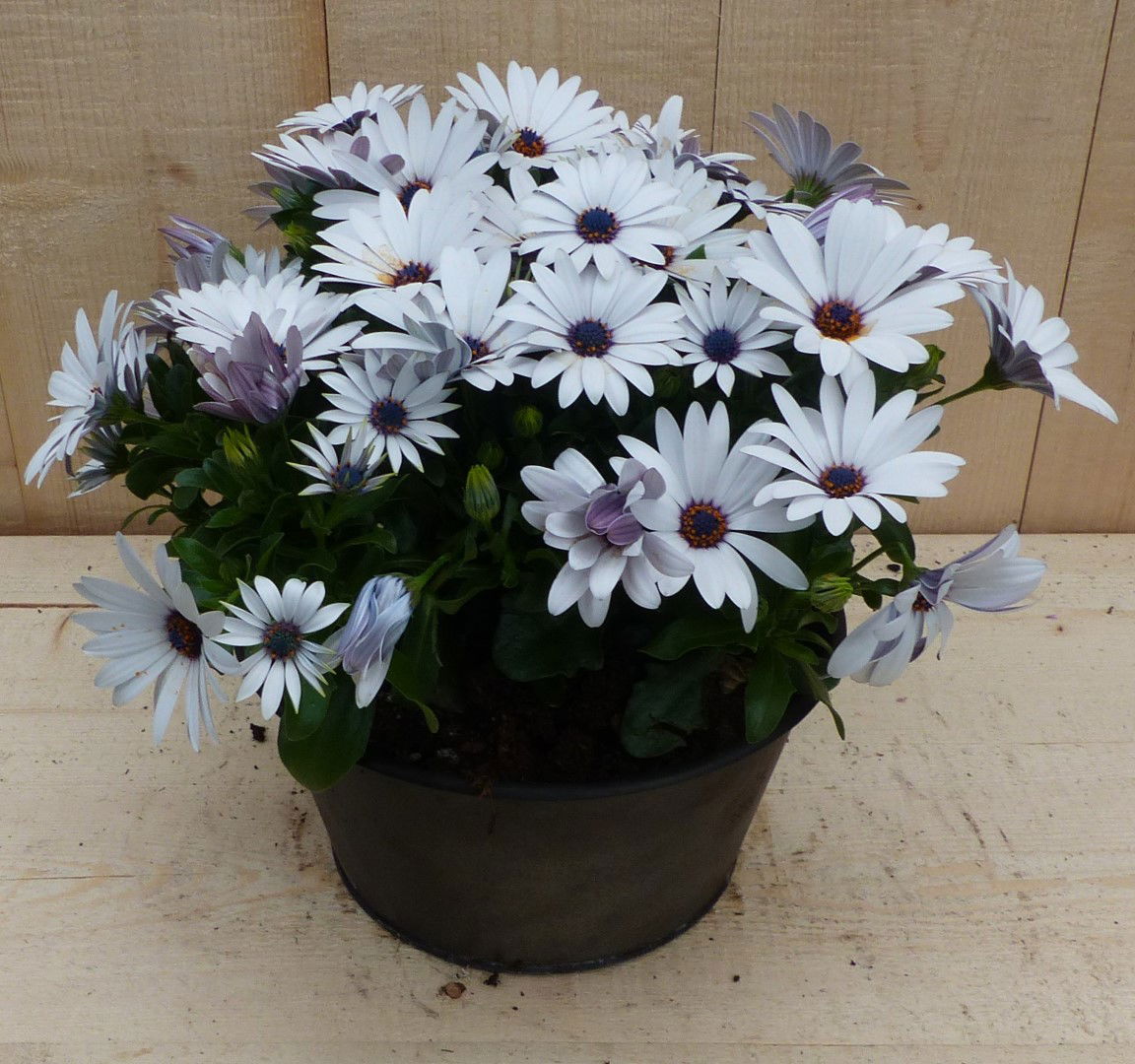 https://cdn.warentuin.nl/media/catalog/product/L/E/LEVE8149900043350_01_warentuin_natuurlijk_plantenbak_zinken_bakje_spaanse_magri_60e6.JPG