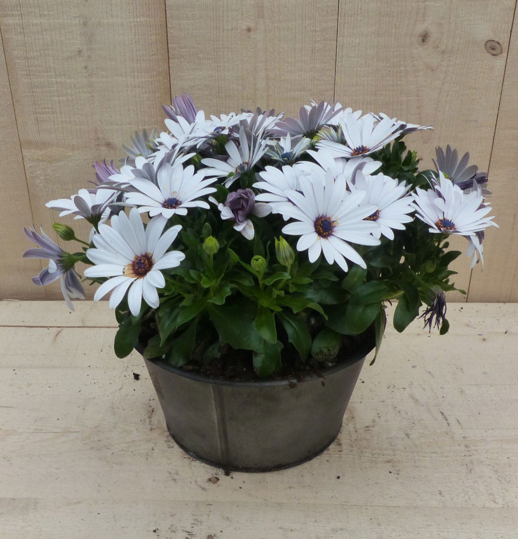 https://cdn.warentuin.nl/media/catalog/product/L/E/LEVE8149900043350_warentuin_natuurlijk_plantenbak_zinken_bakje_spaanse_magriet__6100.JPG