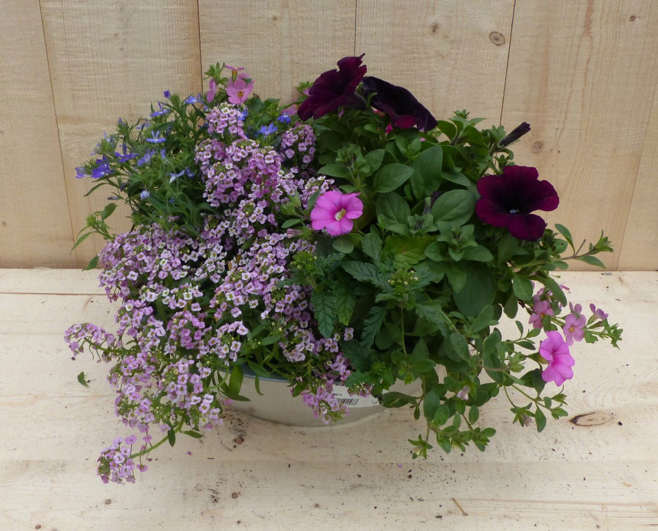 https://cdn.warentuin.nl/media/catalog/product/L/E/LEVE8149900043351_01_warentuin_natuurlijk_plantenbak_zinken_bak_zomerbloeiers_r_caa3.JPG