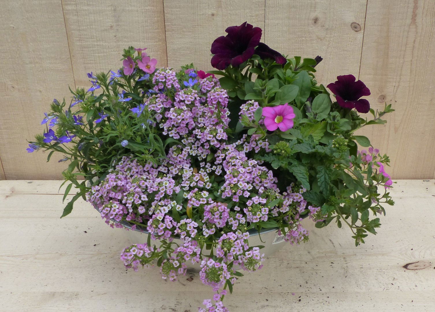 https://cdn.warentuin.nl/media/catalog/product/L/E/LEVE8149900043351_warentuin_natuurlijk_plantenbak_zinken_bak_zomerbloeiers_roze_7491.JPG