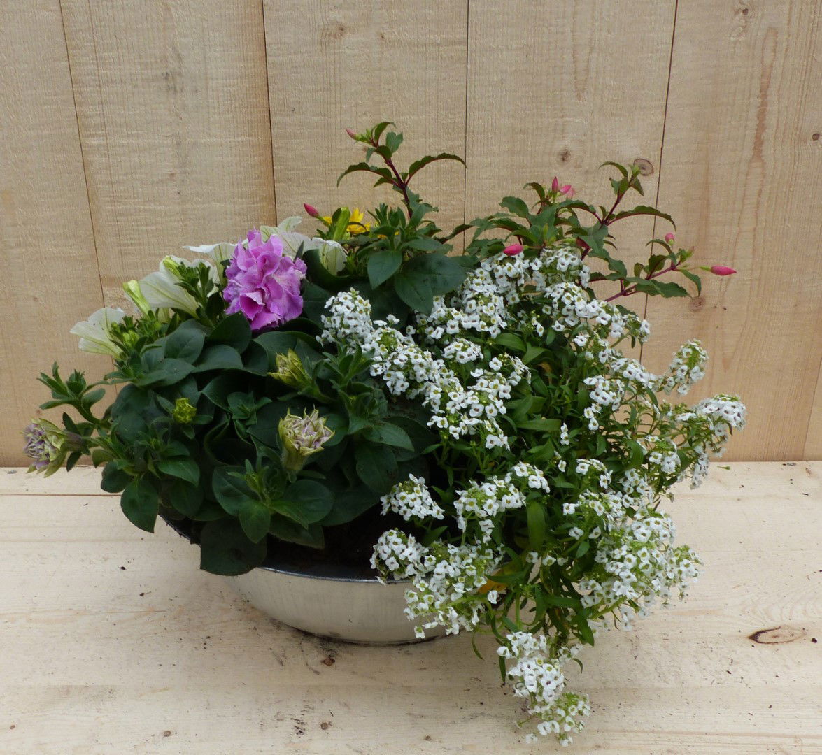 https://cdn.warentuin.nl/media/catalog/product/L/E/LEVE8149900043352_01_warentuin_natuurlijk_plantenbak_zinken_bak_zomerbloeiers_k_4916.JPG