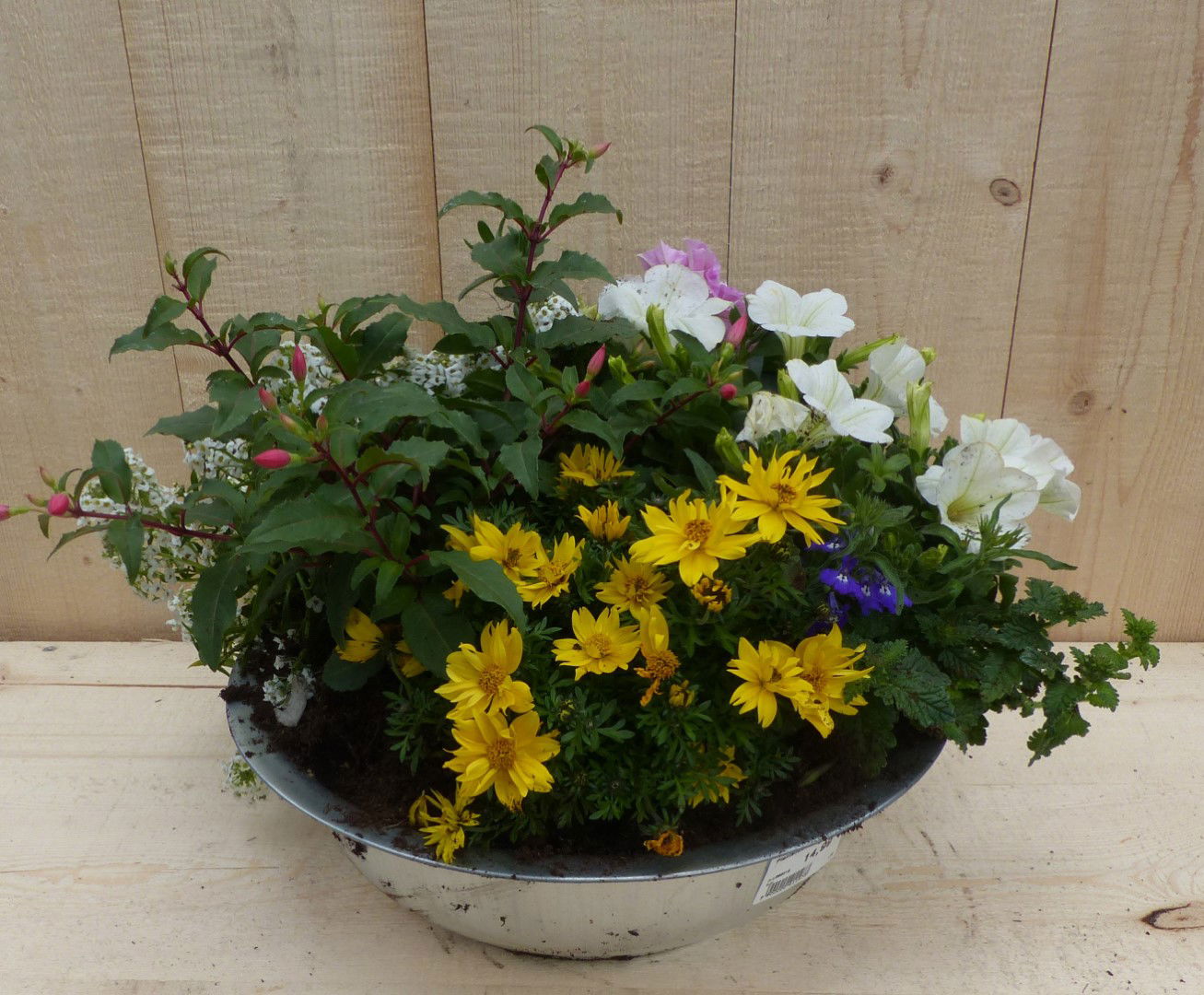 https://cdn.warentuin.nl/media/catalog/product/L/E/LEVE8149900043352_warentuin_natuurlijk_plantenbak_zinken_bak_zomerbloeiers_kleu_6bf9.JPG