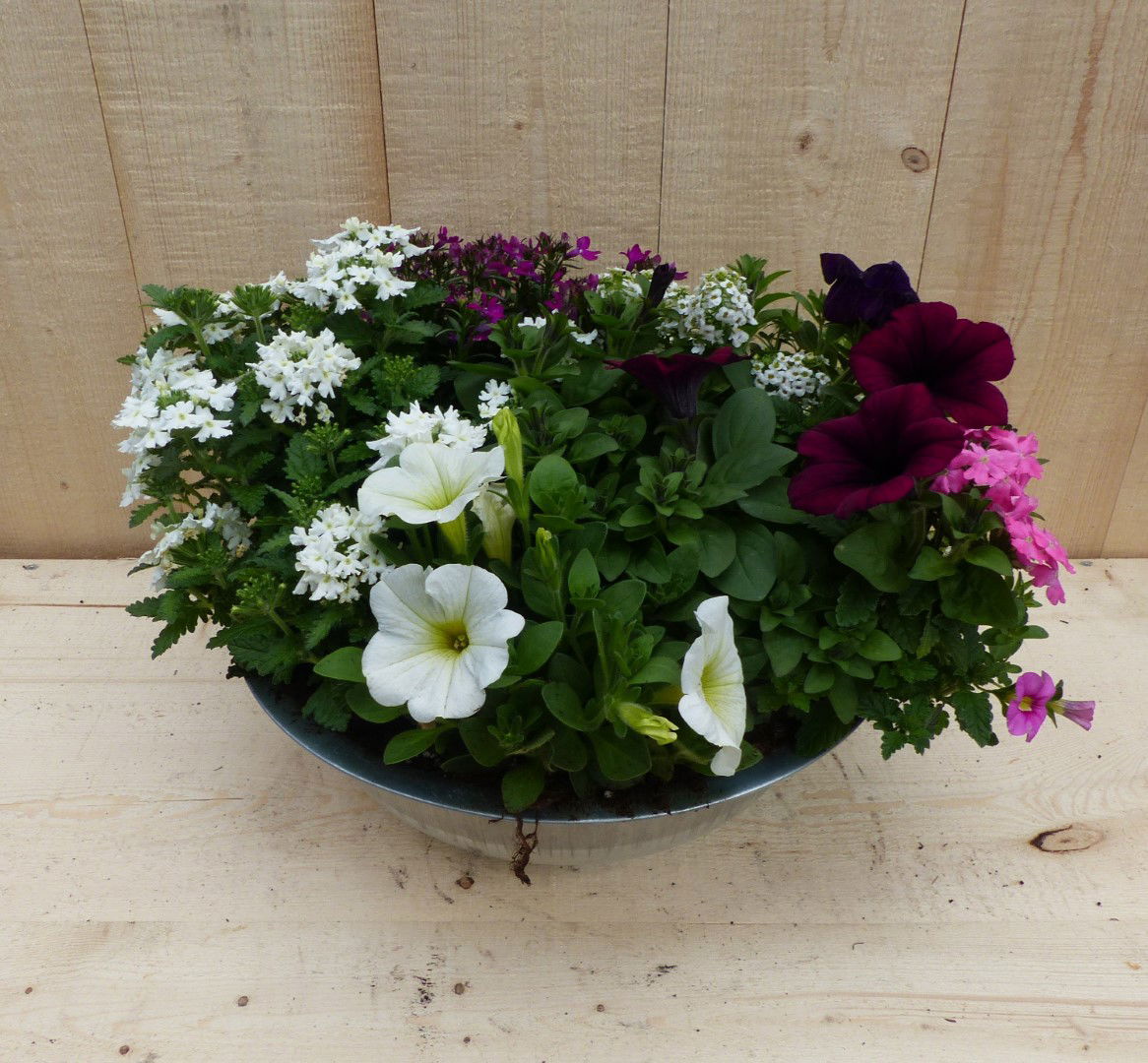 https://cdn.warentuin.nl/media/catalog/product/L/E/LEVE8149900043353_01_warentuin_natuurlijk_plantenbak_zinken_bak_zomerbloeiers_w_e440.JPG
