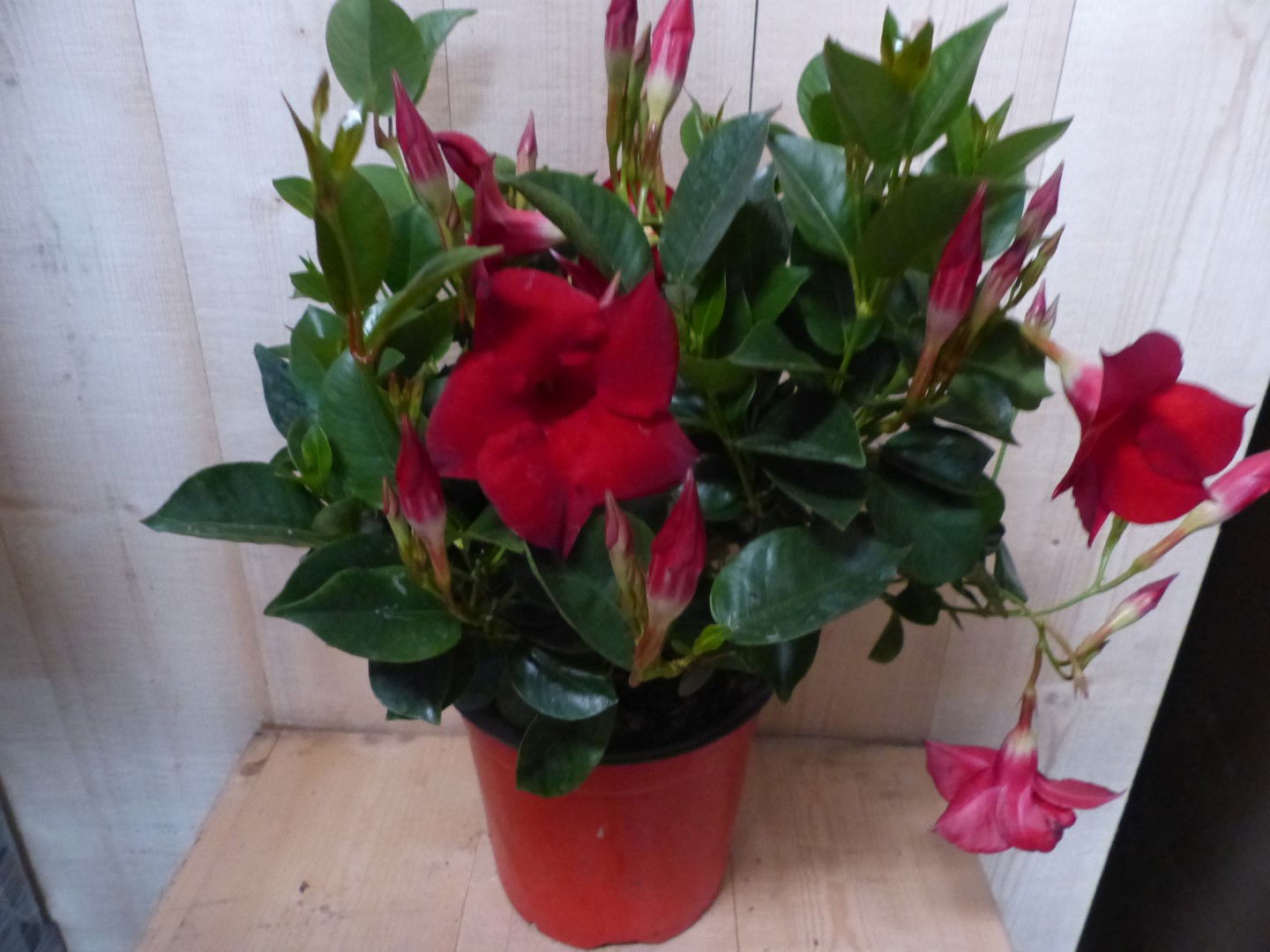 https://cdn.warentuin.nl/media/catalog/product/L/E/LEVE8149900043354_01_warentuin_natuurlijk_plant_dipladenia_mandevilla_sundavill_d89b.JPG