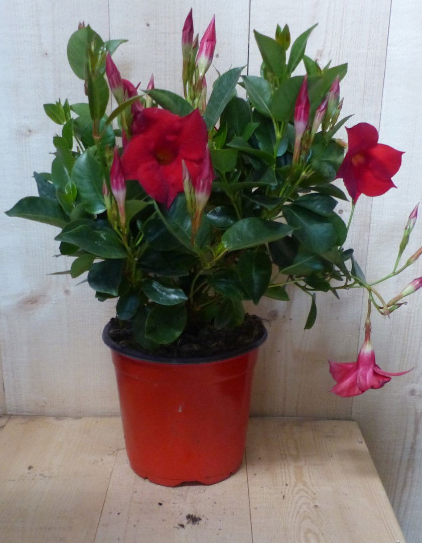 https://cdn.warentuin.nl/media/catalog/product/L/E/LEVE8149900043354_warentuin_natuurlijk_plant_dipladenia_mandevilla_sundaville_r_4485.JPG