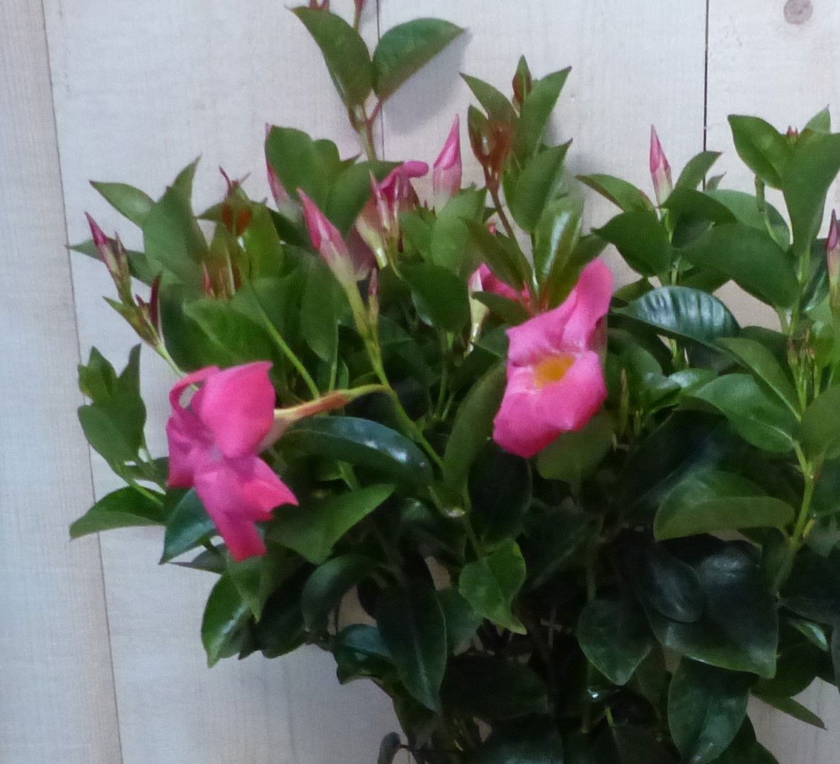 https://cdn.warentuin.nl/media/catalog/product/L/E/LEVE8149900043355_01_warentuin_natuurlijk_plant_dipladenia_mandevilla_sundavill_b2de.JPG