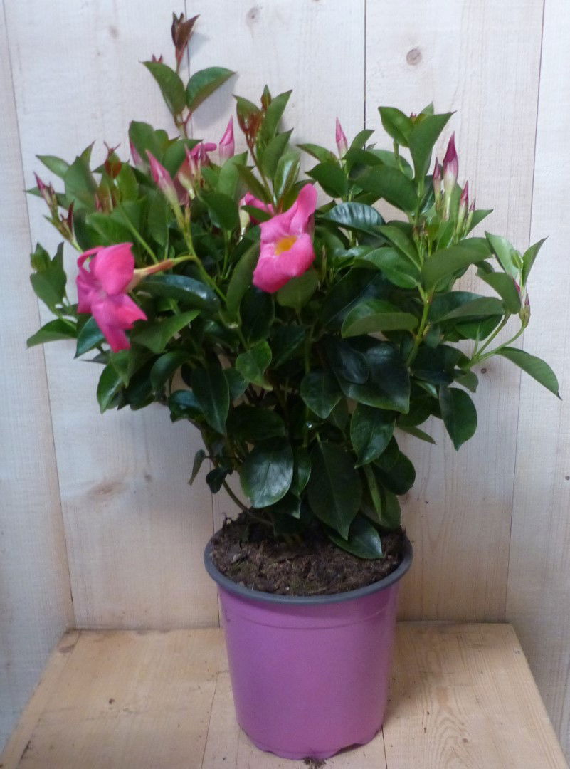 https://cdn.warentuin.nl/media/catalog/product/L/E/LEVE8149900043355_warentuin_natuurlijk_plant_dipladenia_mandevilla_sundaville_r_62fa.JPG