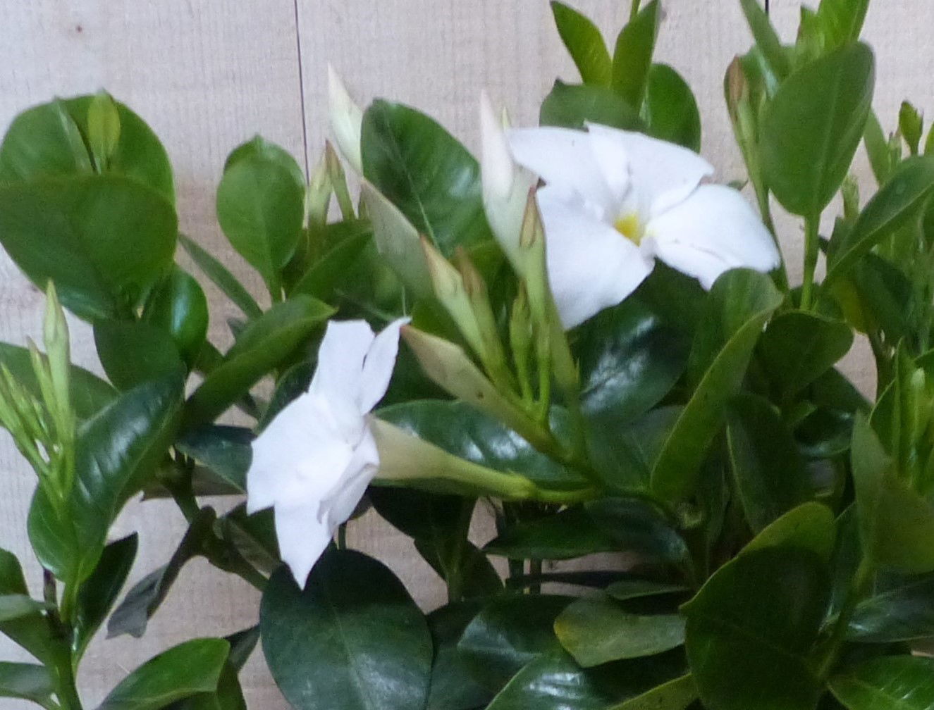 https://cdn.warentuin.nl/media/catalog/product/L/E/LEVE8149900043356_01_warentuin_natuurlijk_plant_dipladenia_mandevilla_sundavill_4938.jpg