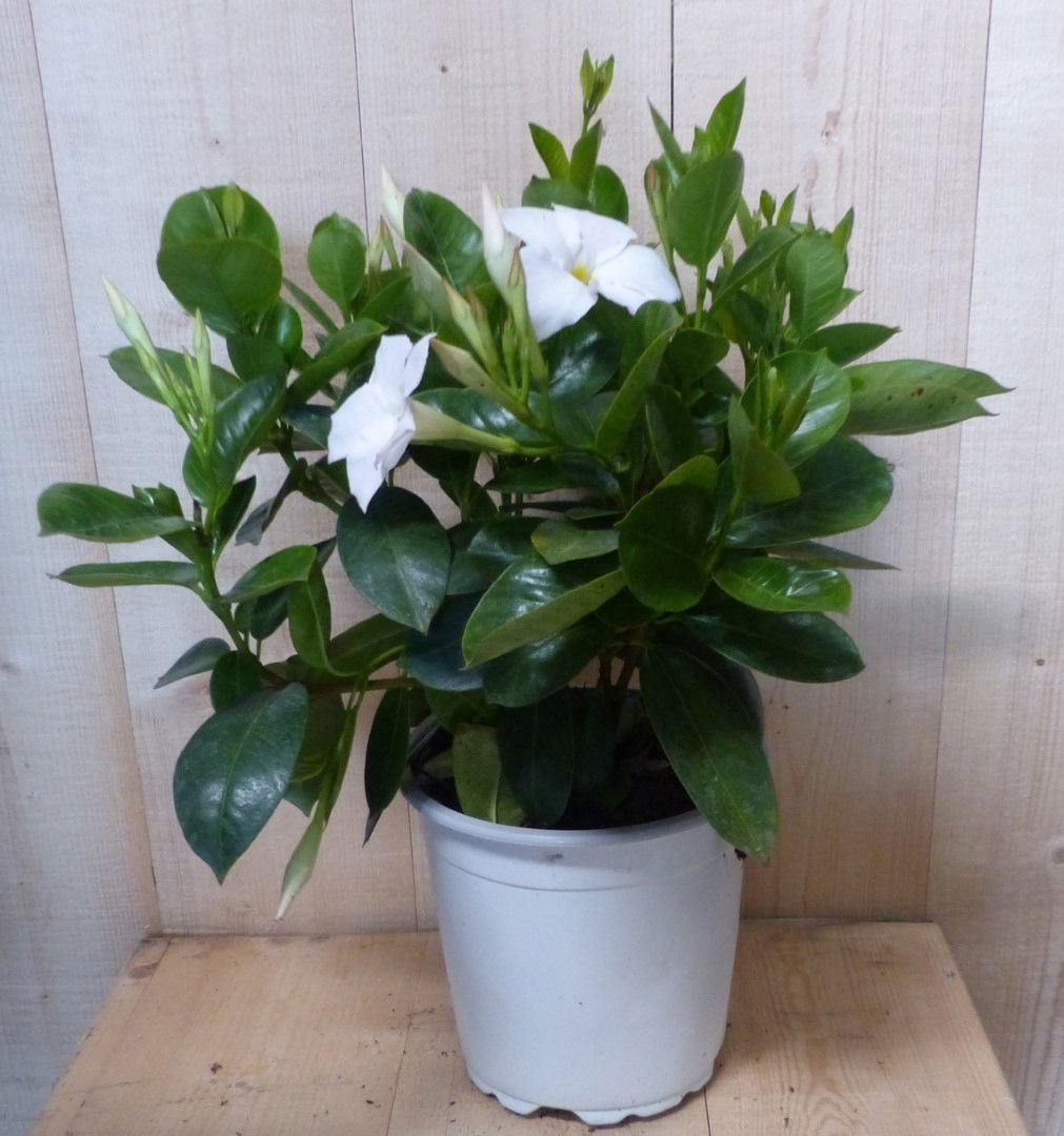 https://cdn.warentuin.nl/media/catalog/product/L/E/LEVE8149900043356_warentuin_natuurlijk_plant_dipladenia_mandevilla_sundaville_w_1520.JPG