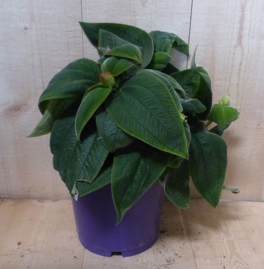 https://cdn.warentuin.nl/media/catalog/product/L/E/LEVE8149900043357_01_warentuin_natuurlijk_plant_spinnebloem_tibouchina_urvillea_8d29.JPG