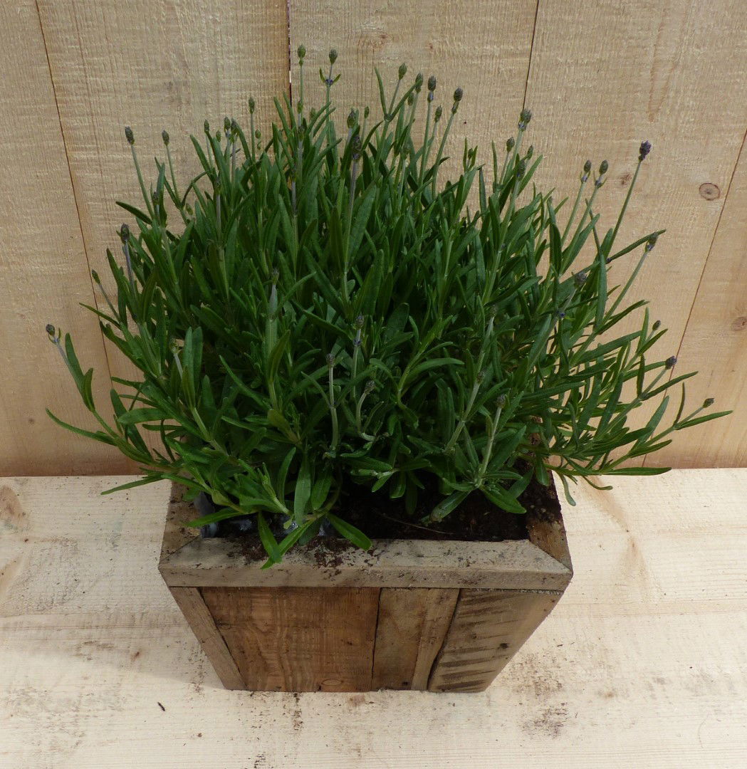 https://cdn.warentuin.nl/media/catalog/product/L/E/LEVE8149900043361_01_warentuin_natuurlijk_plantenbak_lavendel_in_houten_bak_22x_d67b.JPG