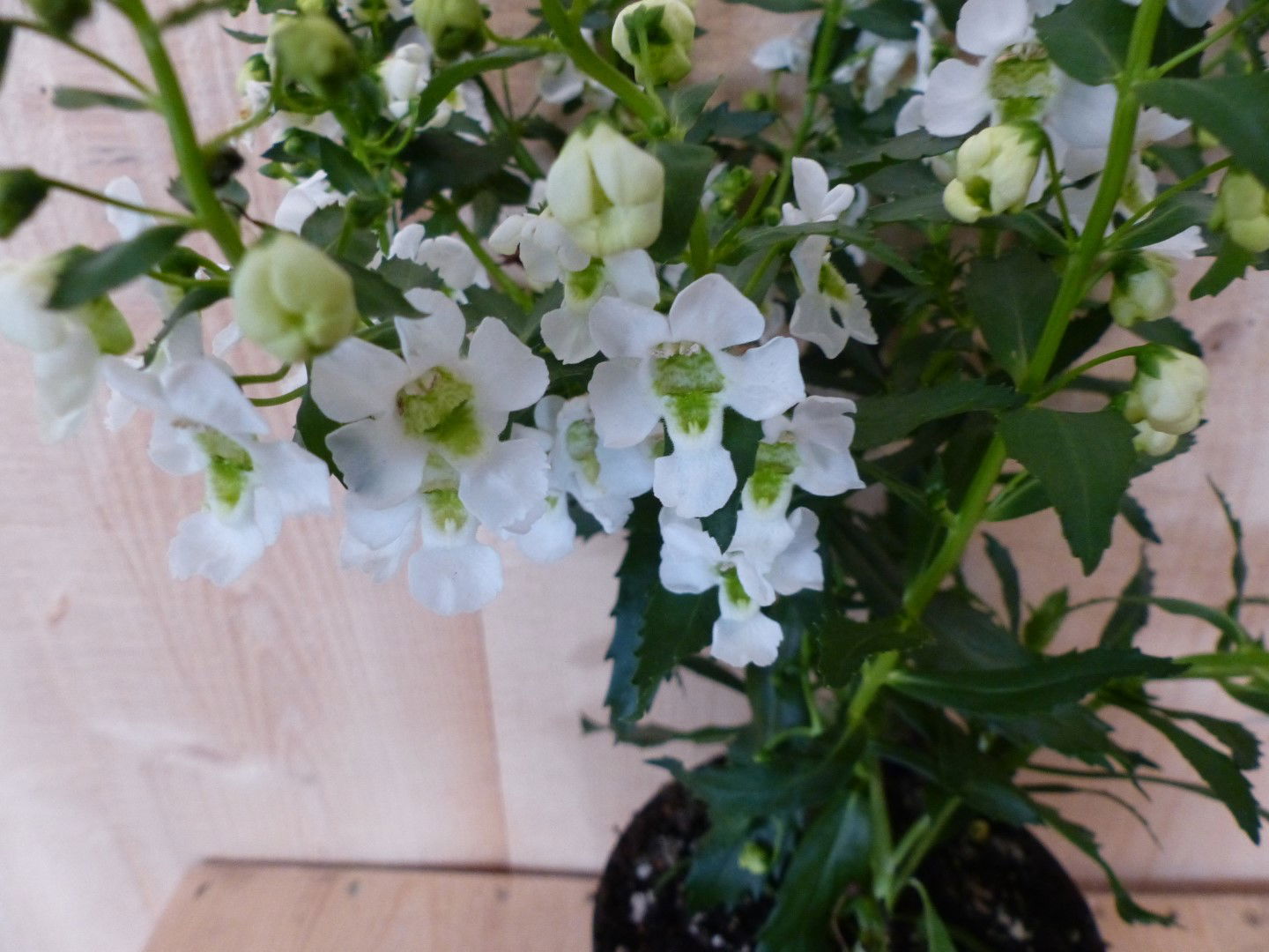 https://cdn.warentuin.nl/media/catalog/product/L/E/LEVE8149900043380_01_warentuin_natuurlijk_perkplant_diascia_wit_warentuin_natuu_f272.JPG