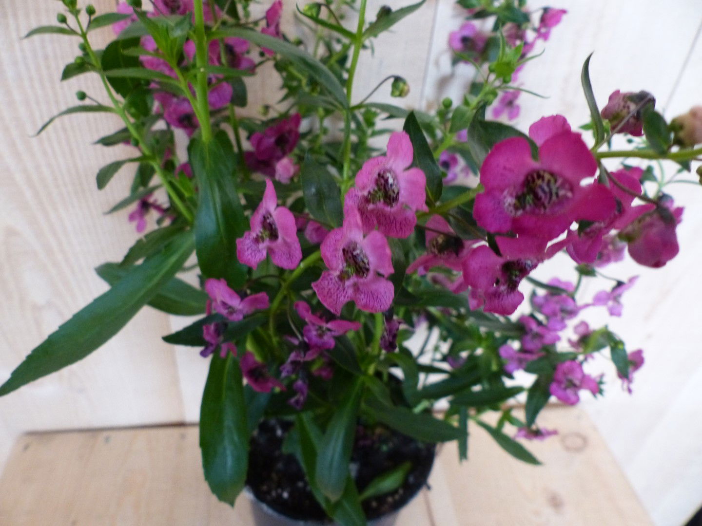 https://cdn.warentuin.nl/media/catalog/product/L/E/LEVE8149900043381_01_warentuin_natuurlijk_perkplant_diascia_roze_warentuin_natu_a4f8.JPG