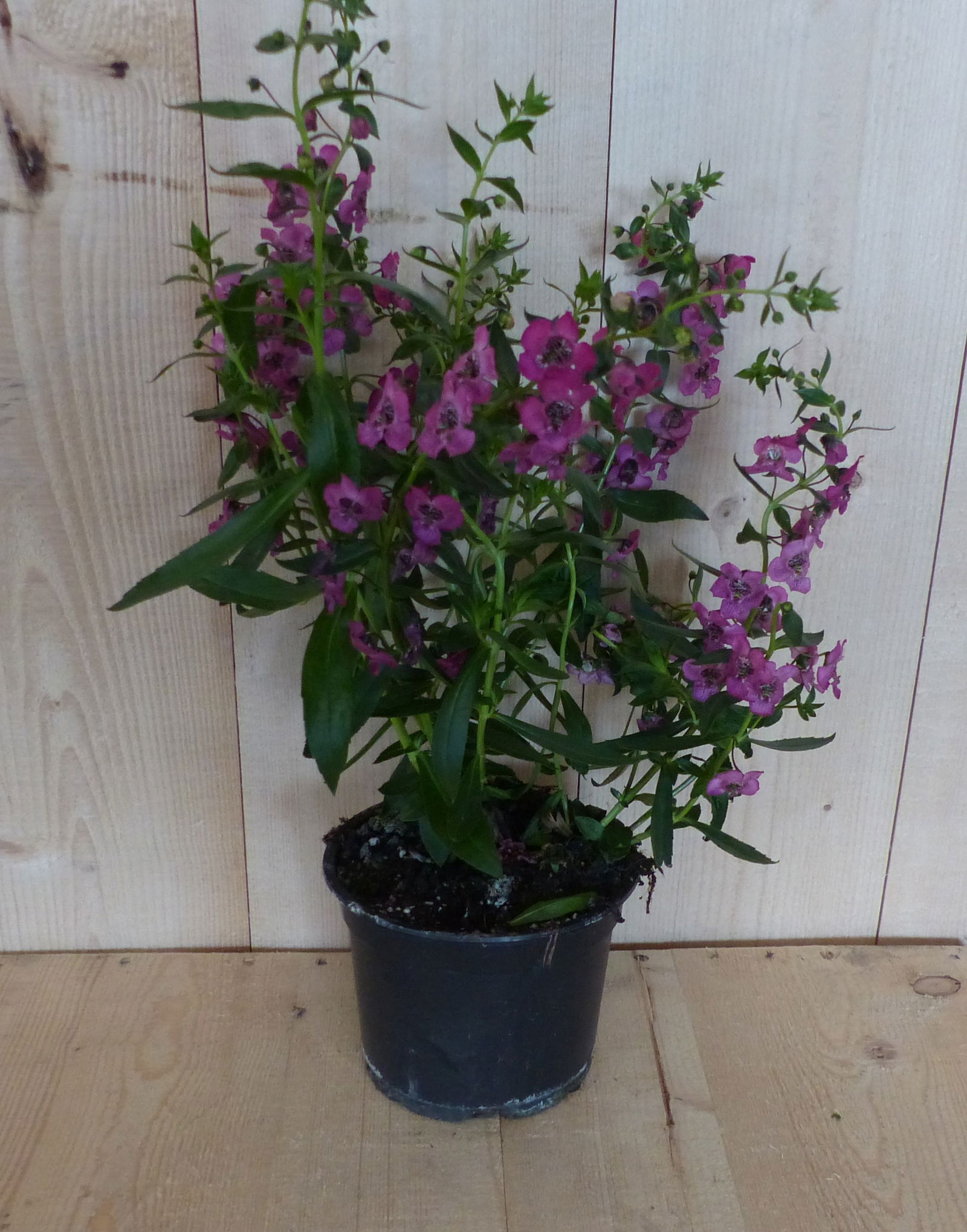 https://cdn.warentuin.nl/media/catalog/product/L/E/LEVE8149900043381_warentuin_natuurlijk_perkplant_diascia_roze_warentuin_natuurl_a363.JPG