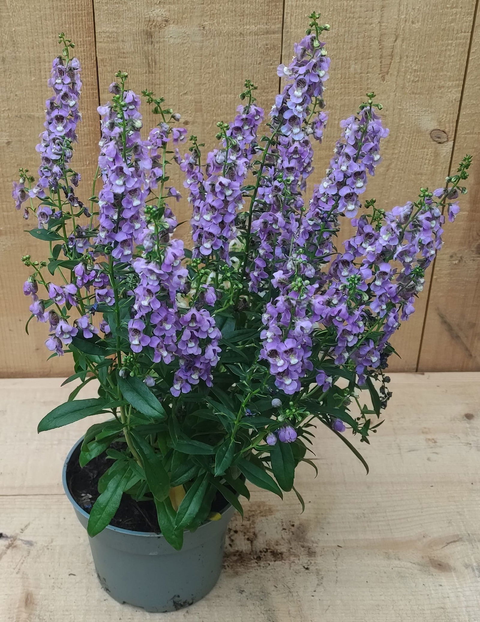 https://cdn.warentuin.nl/media/catalog/product/L/E/LEVE8149900043382_3_stuks__Diascia_paars_zomerbloeier_Warentuin_Natuurlijk_828d.jpg