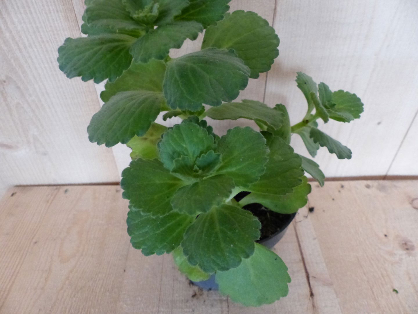 https://cdn.warentuin.nl/media/catalog/product/L/E/LEVE8149900043383_01_warentuin_natuurlijk_perkplant_kattenschrik_warentuin_natu_1062.JPG