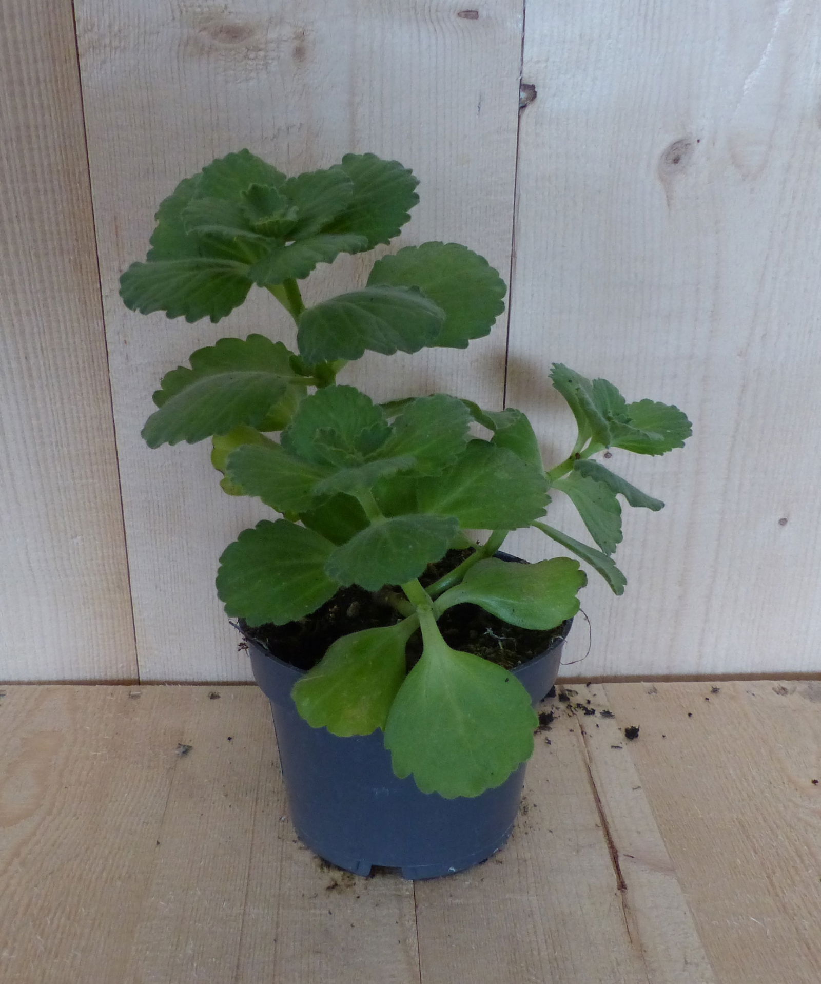 https://cdn.warentuin.nl/media/catalog/product/L/E/LEVE8149900043383_warentuin_natuurlijk_perkplant_kattenschrik_warentuin_natuurl_73c8.JPG
