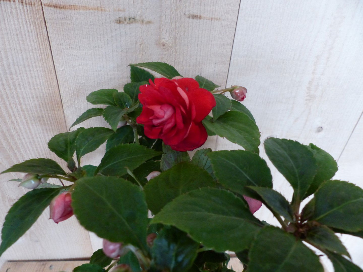 https://cdn.warentuin.nl/media/catalog/product/L/E/LEVE8149900043385_01_warentuin_natuurlijk_perkplant_vlijtig_liesje_dubbelbloemi_bc70.JPG