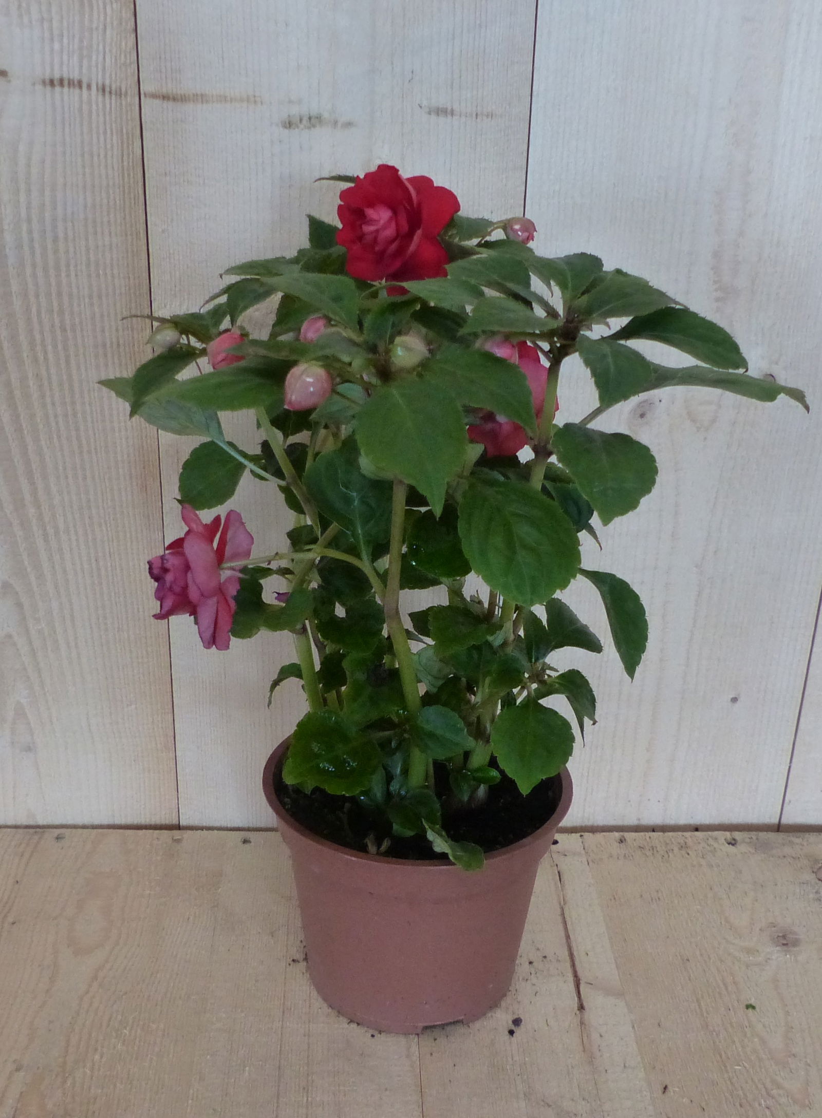 https://cdn.warentuin.nl/media/catalog/product/L/E/LEVE8149900043385_warentuin_natuurlijk_perkplant_vlijtig_liesje_dubbelbloemig_r_499a.JPG