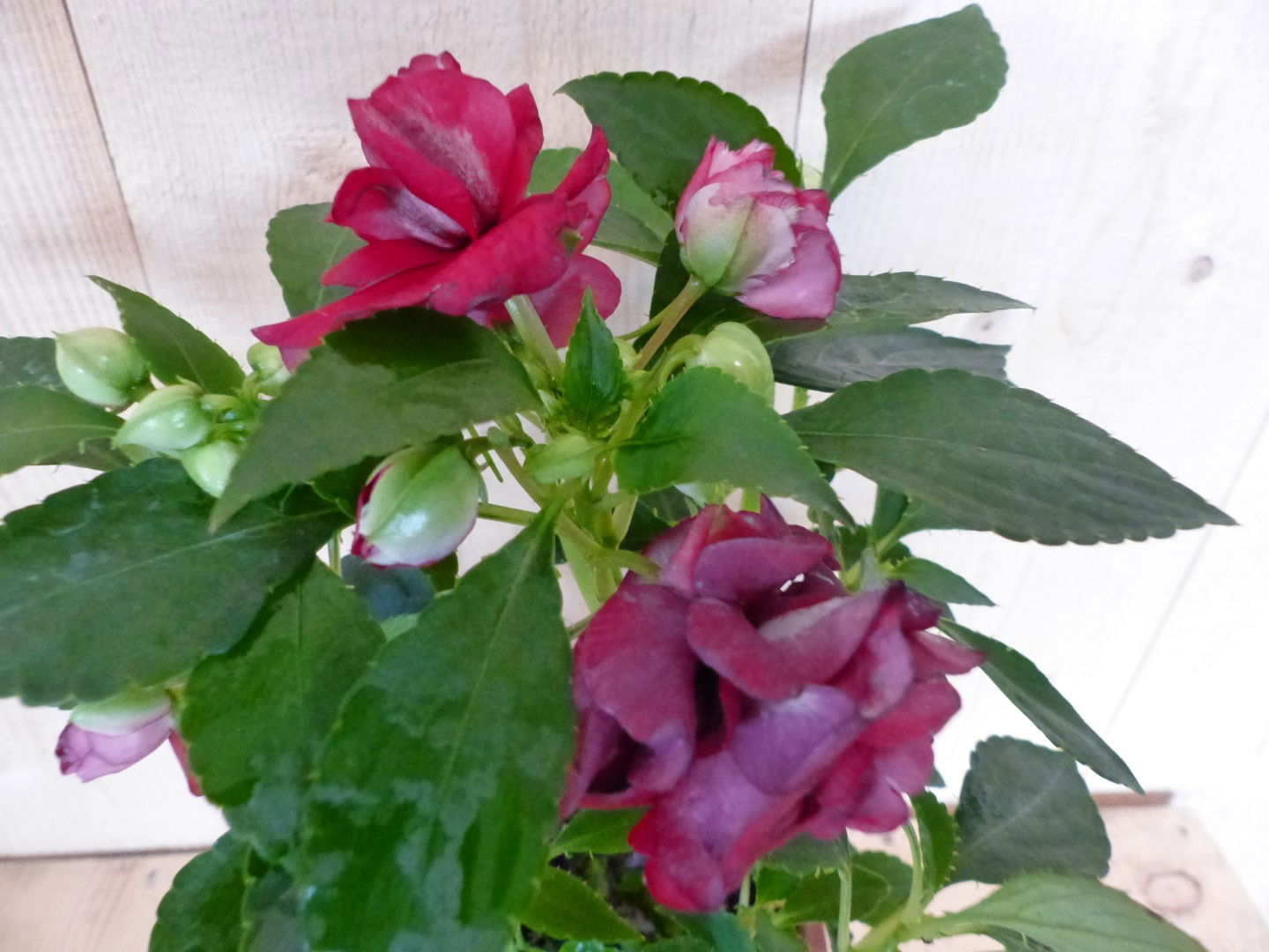 https://cdn.warentuin.nl/media/catalog/product/L/E/LEVE8149900043386_01_warentuin_natuurlijk_perkplant_vlijtig_liesje_dubbelbloemi_8afe.JPG