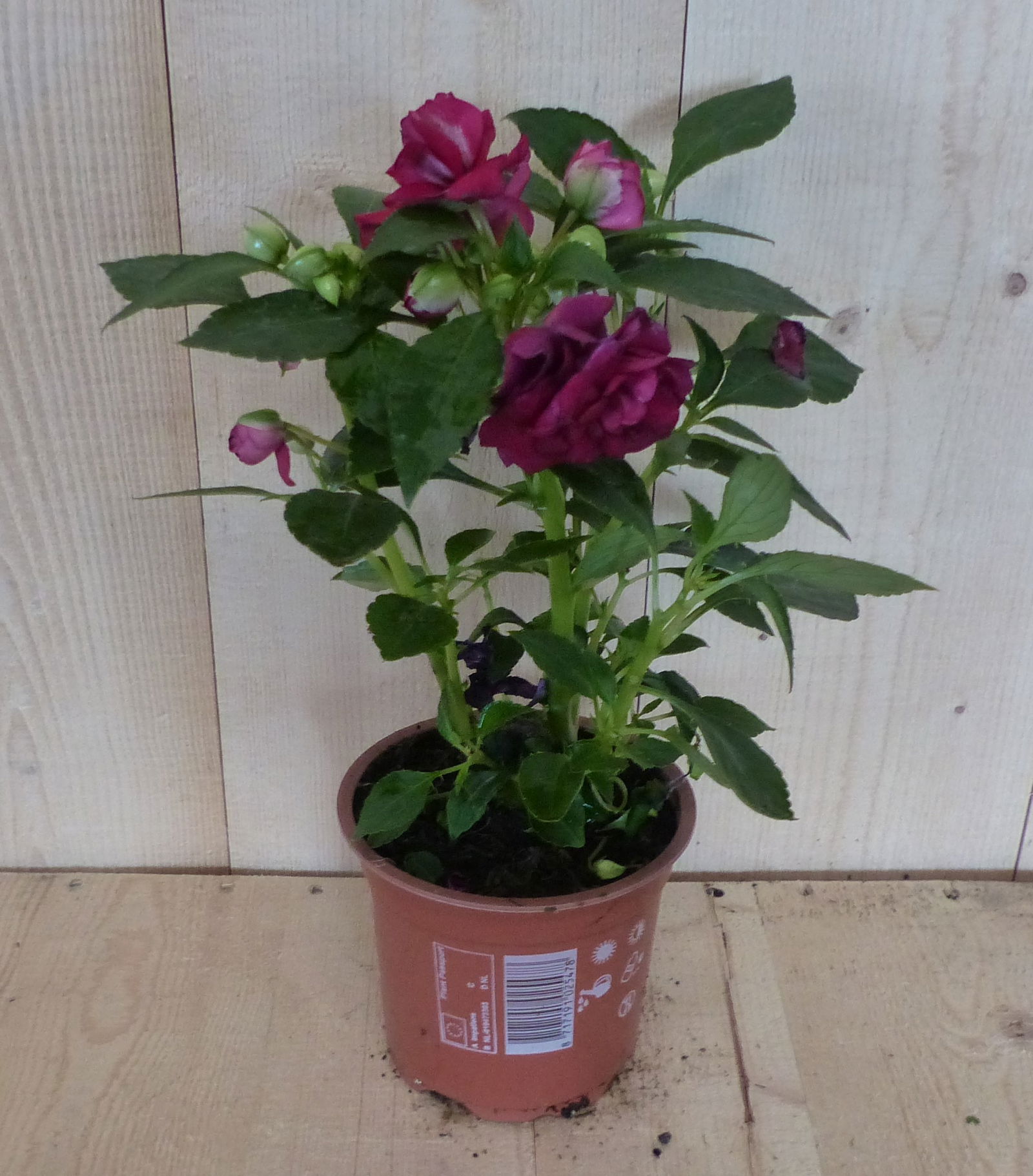 https://cdn.warentuin.nl/media/catalog/product/L/E/LEVE8149900043386_warentuin_natuurlijk_perkplant_vlijtig_liesje_dubbelbloemig_r_94e7.JPG