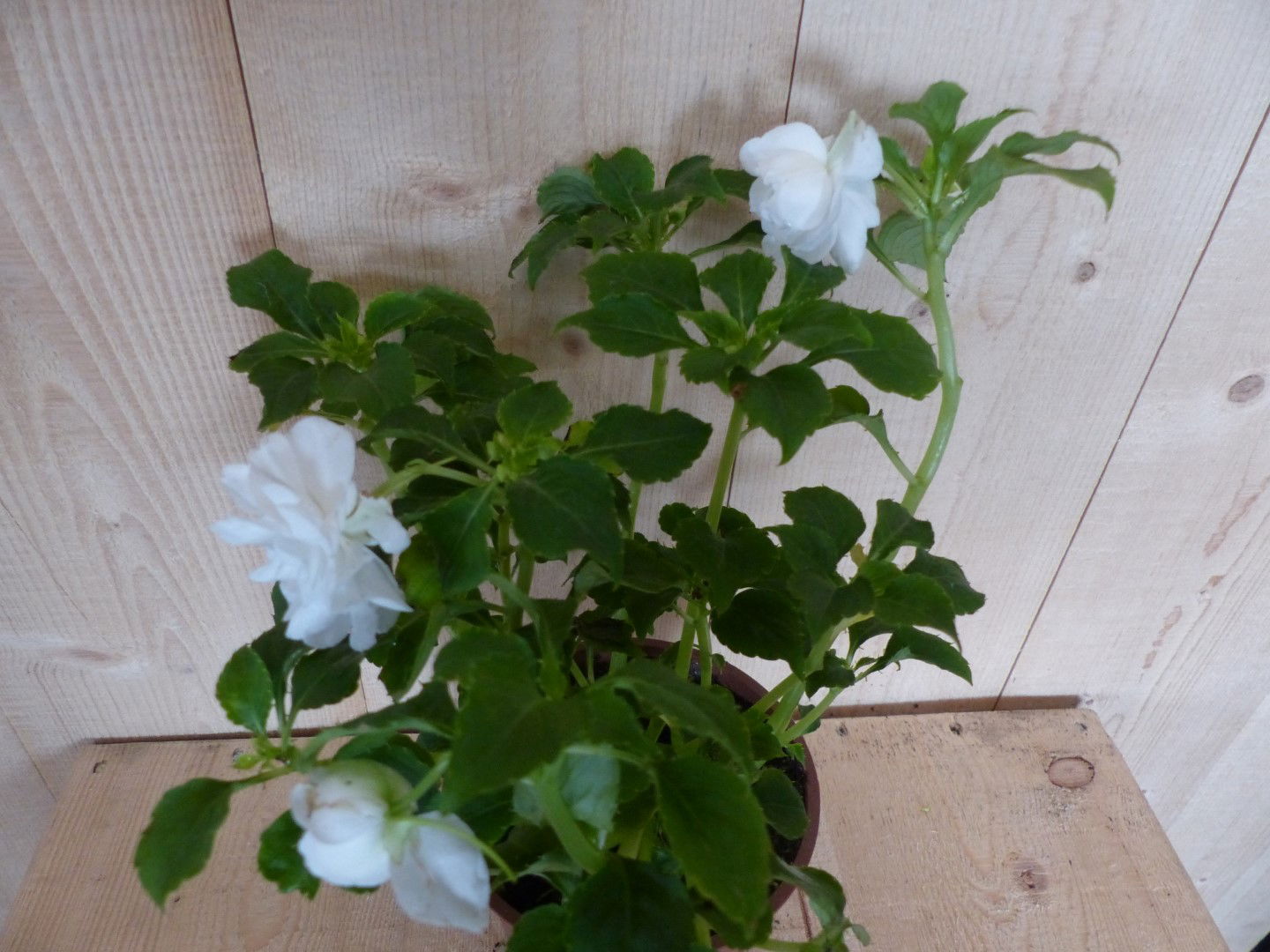 https://cdn.warentuin.nl/media/catalog/product/L/E/LEVE8149900043387_01_warentuin_natuurlijk_perkplant_vlijtig_liesje_dubbelbloemi_ca1e.JPG