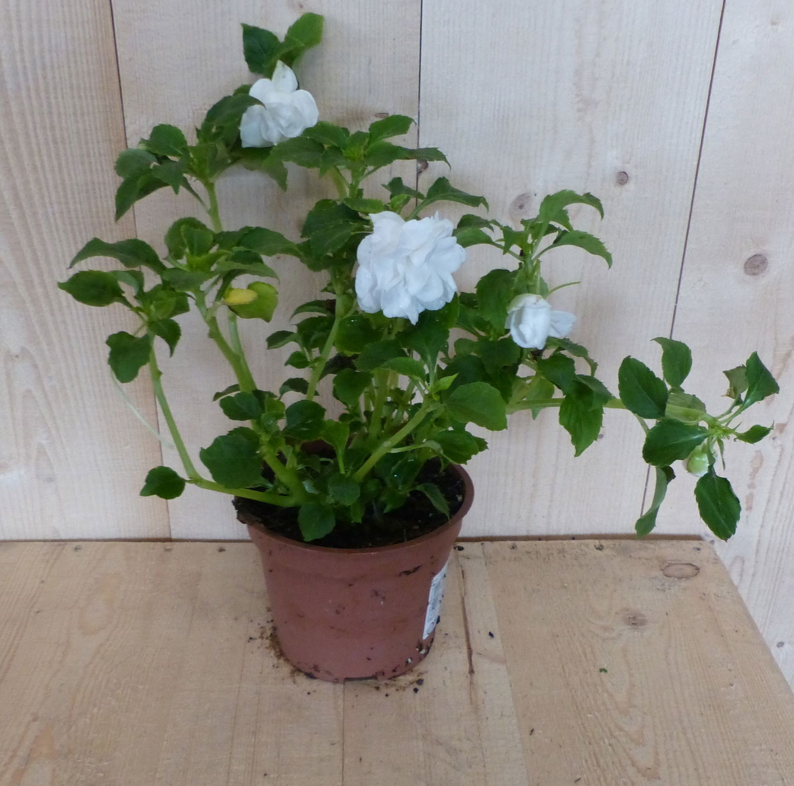 https://cdn.warentuin.nl/media/catalog/product/L/E/LEVE8149900043387_warentuin_natuurlijk_perkplant_vlijtig_liesje_dubbelbloemig_w_17df.JPG