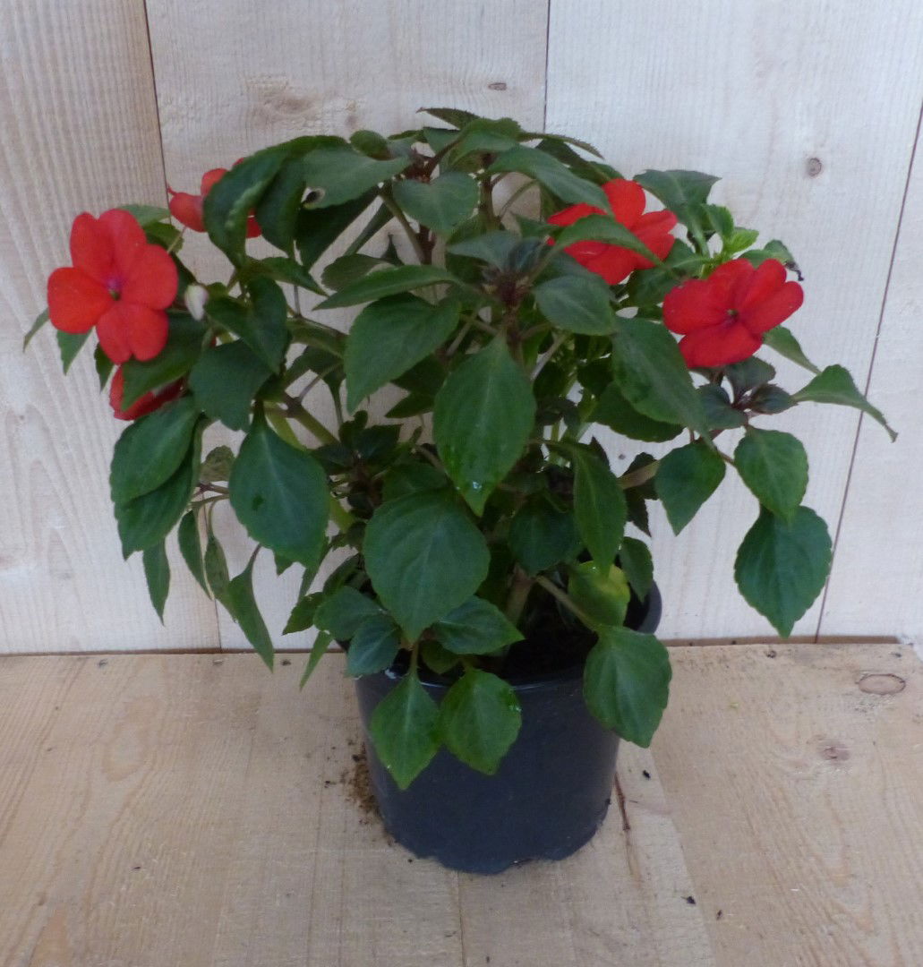 https://cdn.warentuin.nl/media/catalog/product/L/E/LEVE8149900043388_warentuin_natuurlijk_perkplant_vlijtig_liesje_enkelbloemig_ro_b0df.JPG