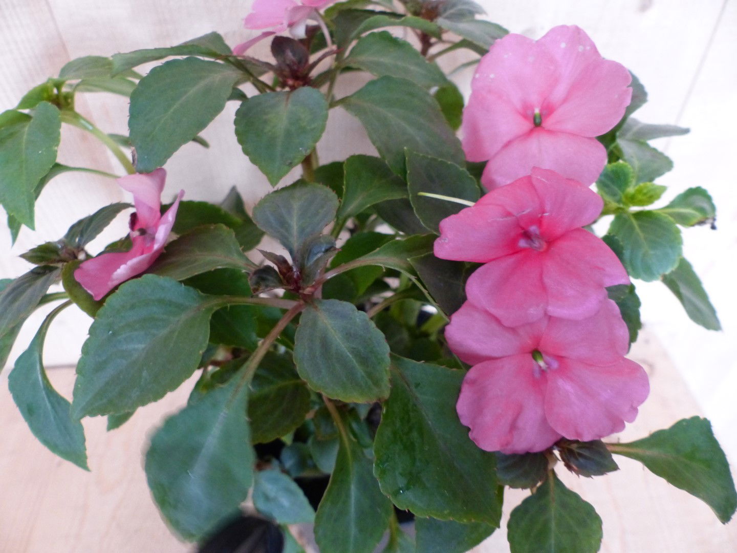 https://cdn.warentuin.nl/media/catalog/product/L/E/LEVE8149900043389_01_warentuin_natuurlijk_perkplant_vlijtig_liesje_enkelbloemig_5ccc.JPG