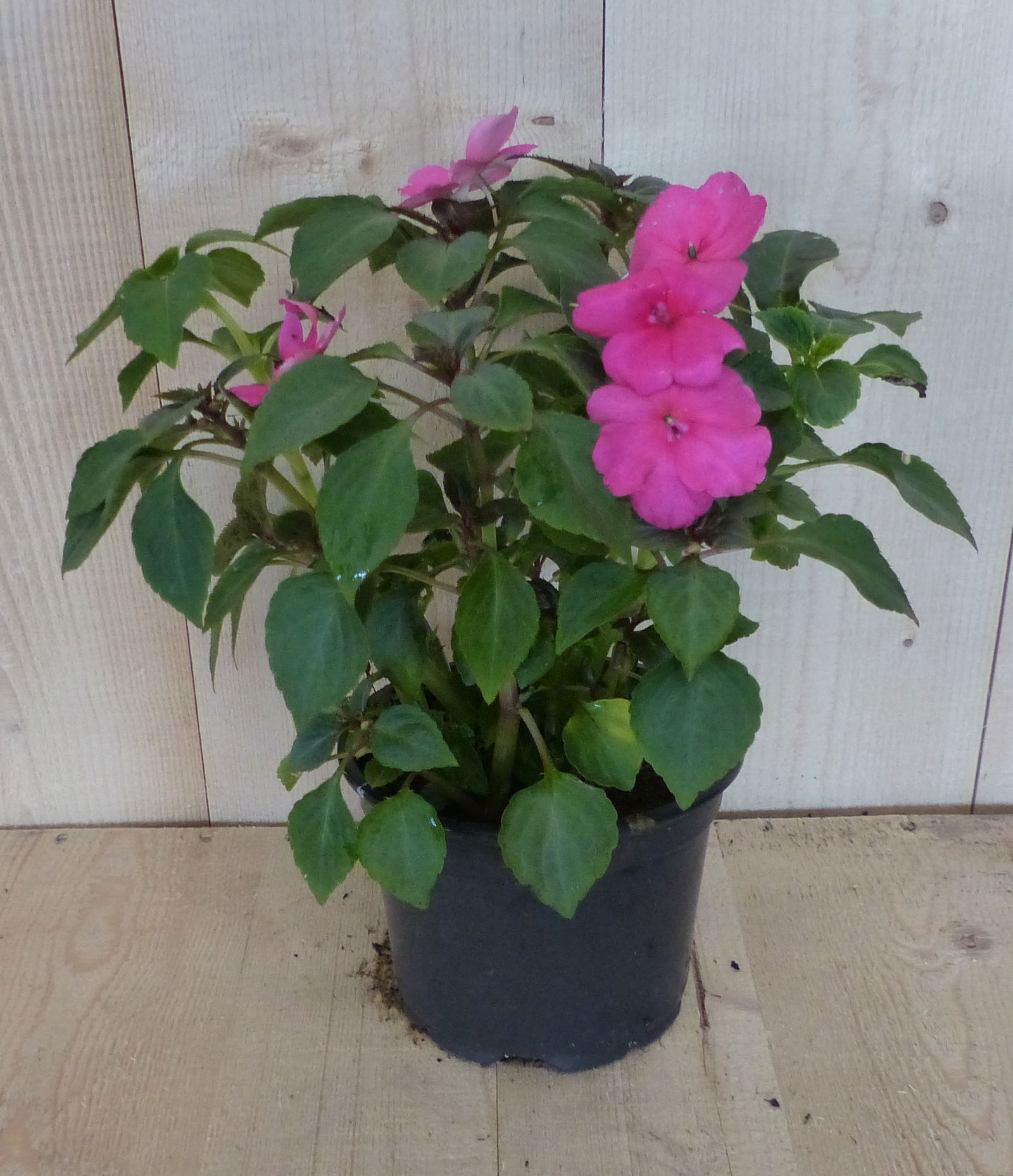 https://cdn.warentuin.nl/media/catalog/product/L/E/LEVE8149900043389_warentuin_natuurlijk_perkplant_vlijtig_liesje_enkelbloemig_ro_f22a.JPG