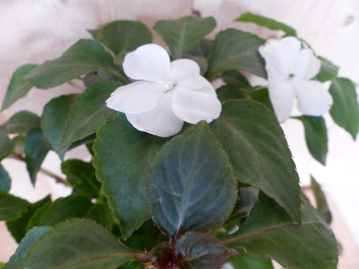 https://cdn.warentuin.nl/media/catalog/product/L/E/LEVE8149900043390_01_warentuin_natuurlijk_perkplant_vlijtig_liesje_enkelbloemig_7964.JPG