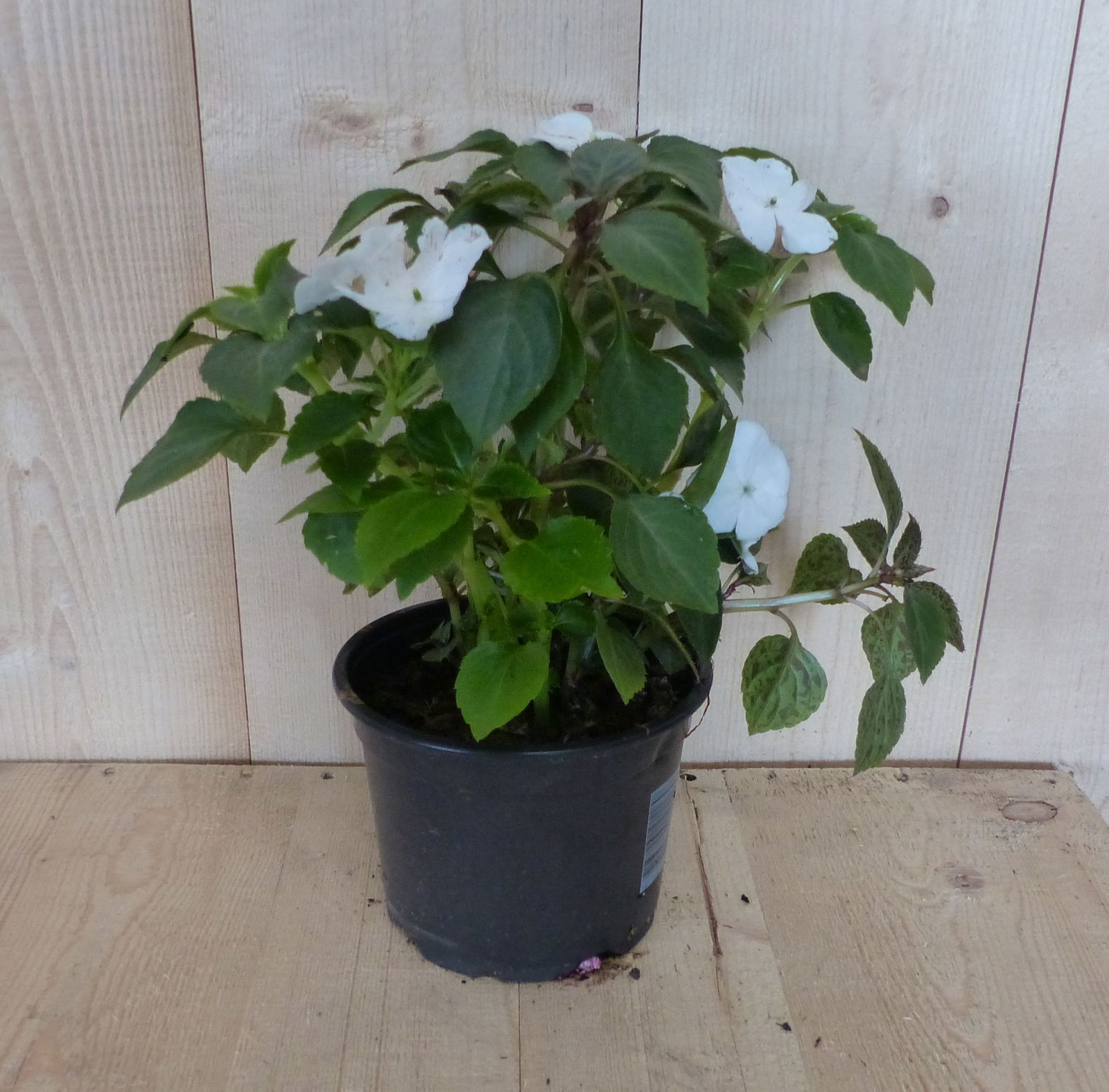 https://cdn.warentuin.nl/media/catalog/product/L/E/LEVE8149900043390_warentuin_natuurlijk_perkplant_vlijtig_liesje_enkelbloemig_wi_a6b3.JPG