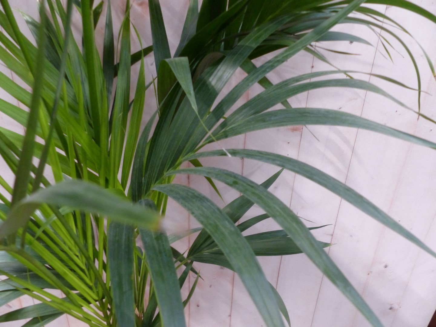 https://cdn.warentuin.nl/media/catalog/product/L/E/LEVE8149900043396_01_warentuin_natuurlijk_kamerplant_kamerpalm_kentiapalm_160_c_e59e.JPG