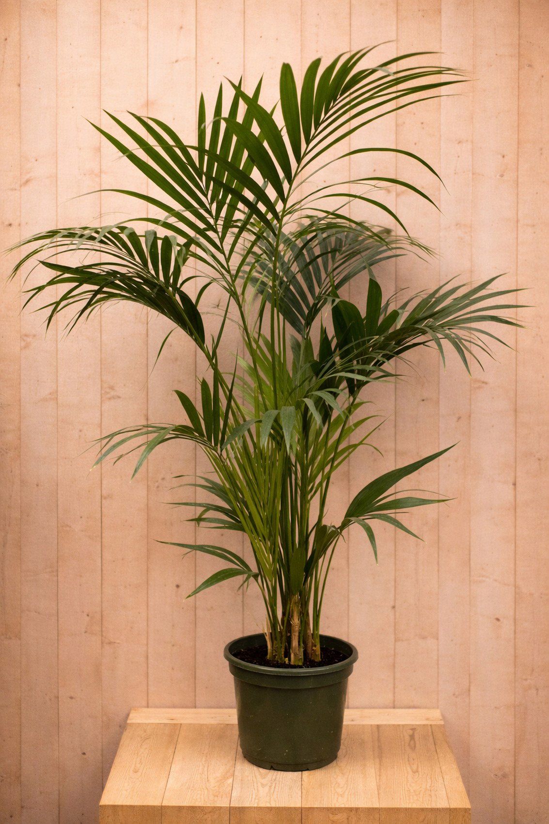 https://cdn.warentuin.nl/media/catalog/product/L/E/LEVE8149900043396_warentuin_natuurlijk_kamerplant_kamerpalm_4733.jpg