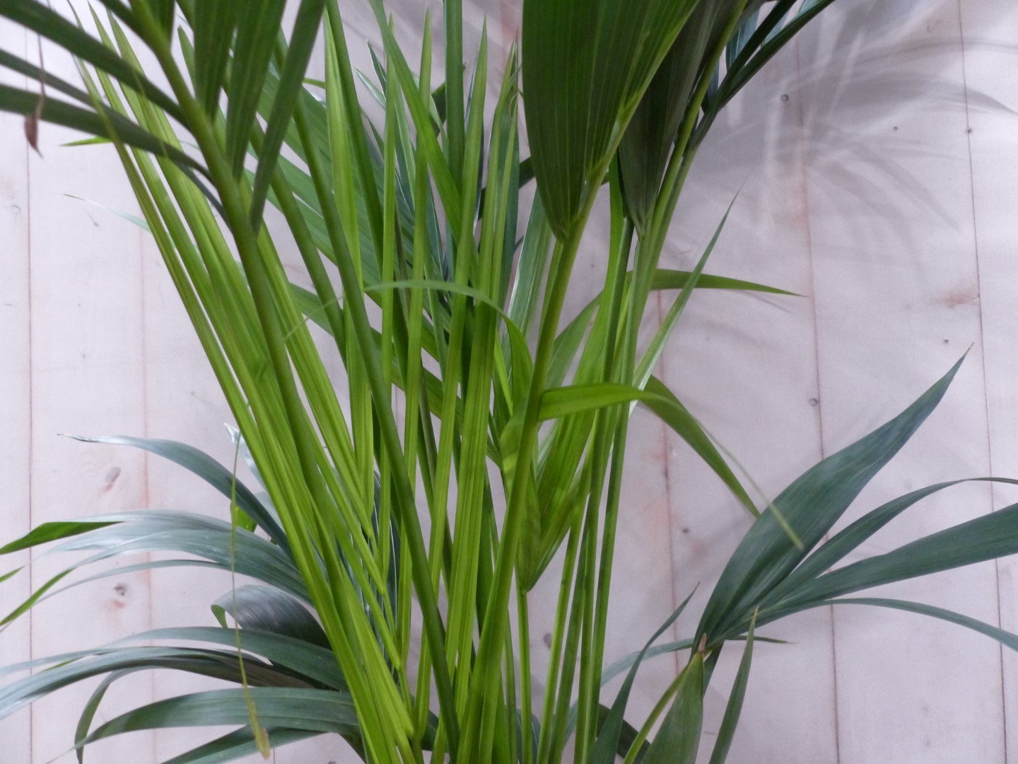 https://cdn.warentuin.nl/media/catalog/product/L/E/LEVE8149900043397_01_warentuin_natuurlijk_kamerplant_kamerpalm_kentiapalm_200_c_853d.JPG