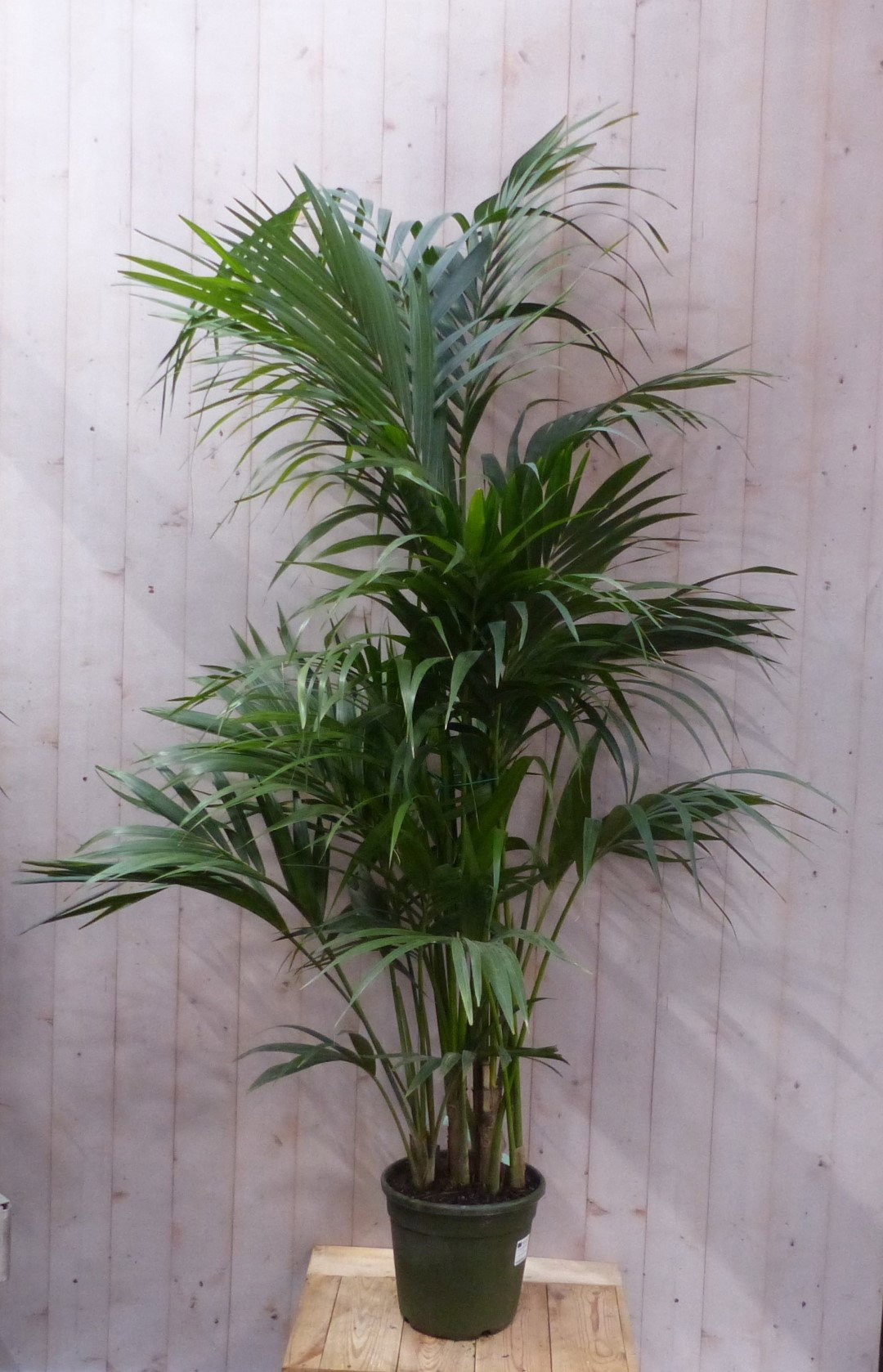 https://cdn.warentuin.nl/media/catalog/product/L/E/LEVE8149900043397_warentuin_natuurlijk_kamerplant_b71b.JPG
