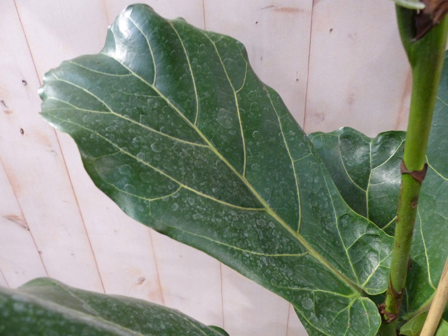 https://cdn.warentuin.nl/media/catalog/product/L/E/LEVE8149900043408_01_warentuin_natuurlijk_kamerplant_kamerplant_ficus_lyrata_16_b6b2.JPG