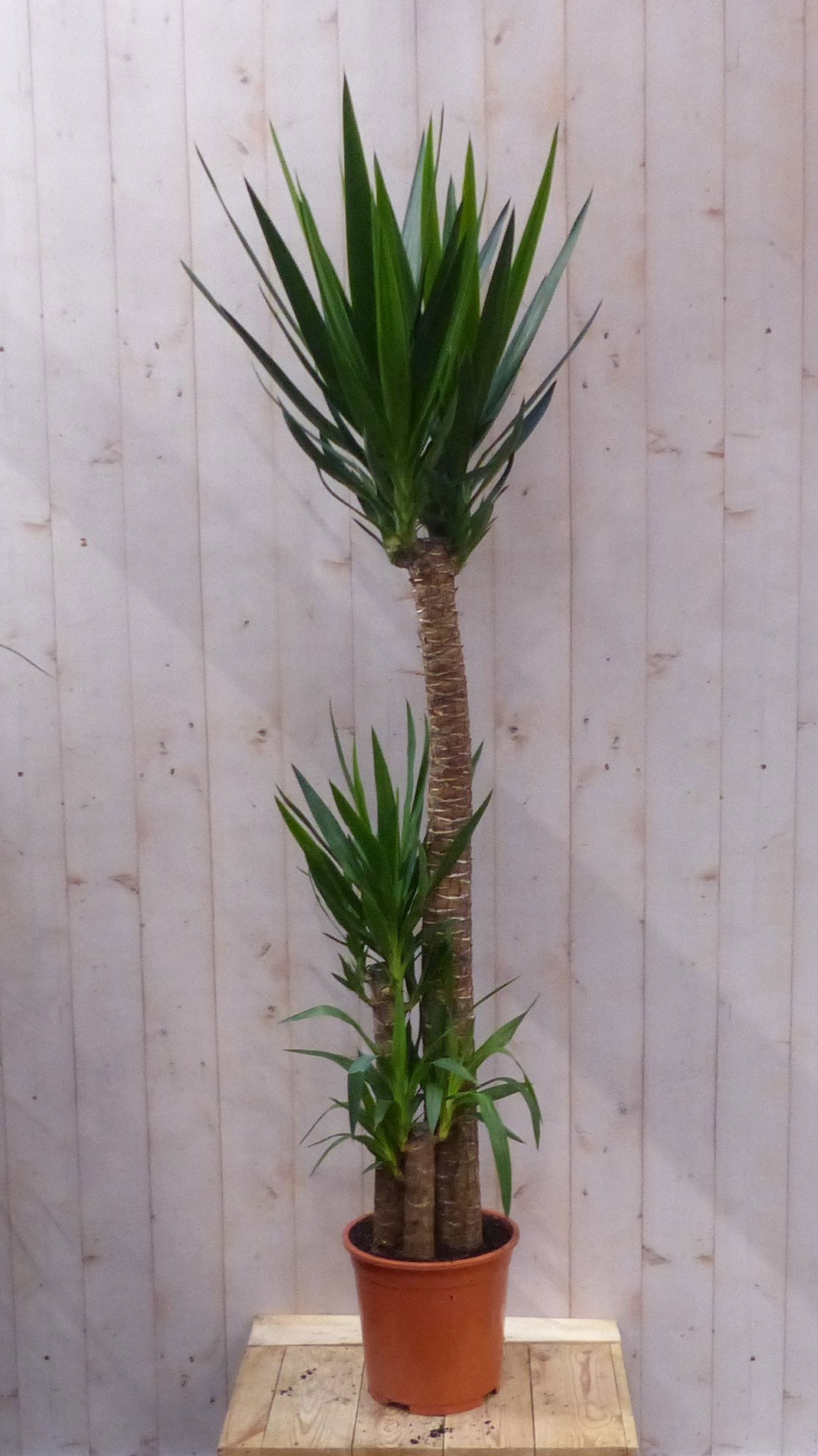 https://cdn.warentuin.nl/media/catalog/product/L/E/LEVE8149900043562_warentuin_natuurlijk_kamerplant_kamerplant_yucca_180_cm_waren_13fd.JPG