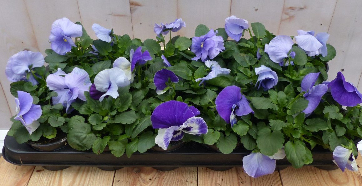 Grootbloemige violen lichtblauw 18 stuks in bak Viola Warentuin Natuurlijk - Warentuin natuurlijk