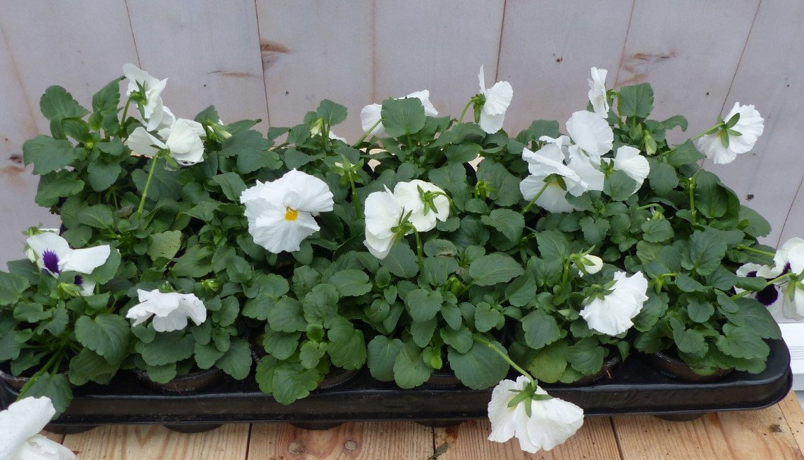 Grootbloemige violen wit 18 stuks in bak Viola Warentuin Natuurlijk - Warentuin natuurlijk