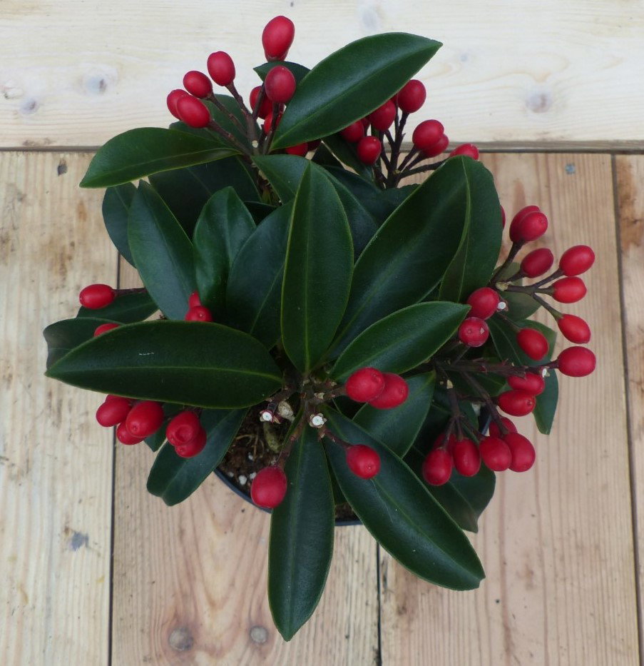 https://cdn.warentuin.nl/media/catalog/product/L/E/LEVE8149900043601_01warentuin_natuurlijk_bodemdekkers_skimmia_met_rode_bessen_8669.JPG