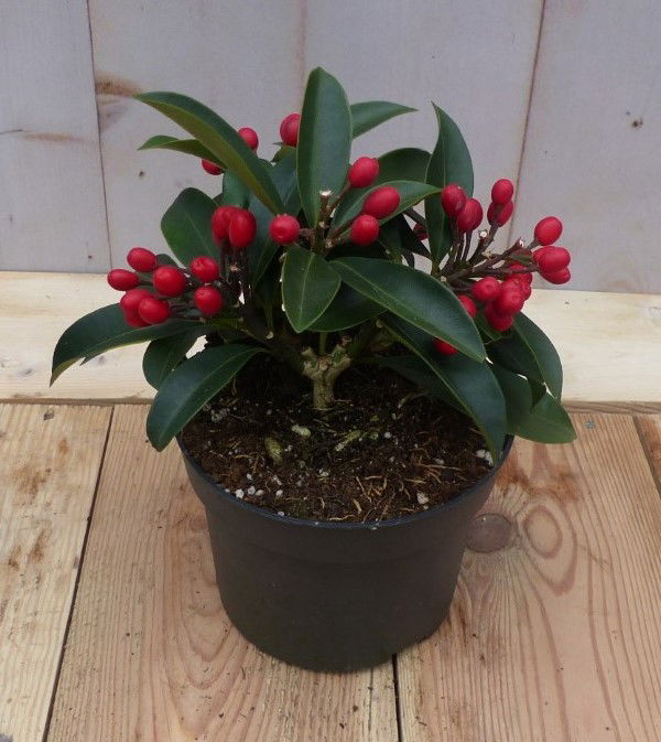 Warentuin natuurlijk Skimmia met rode bessen - 