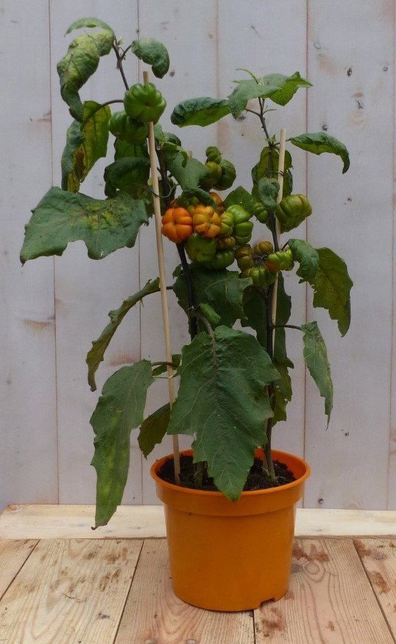 Solanum Sons Nachtschade Warentuin Natuurlijk - Warentuin natuurlijk