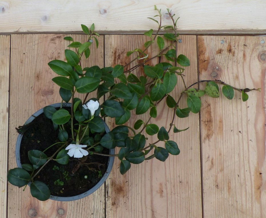 https://cdn.warentuin.nl/media/catalog/product/L/E/LEVE8149900043604_01warentuin_natuurlijk_bodemdekkers_vinca_minor_maagdenpalm_w_93f5.JPG