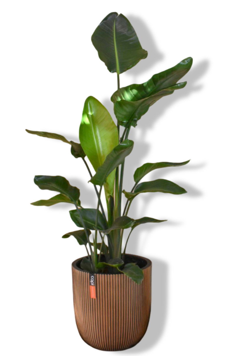 https://cdn.warentuin.nl/media/catalog/product/L/E/LEVE8149900043606_01_warentuin_natuurlijk_paradijsvogelbloem_nico_fc05.jpg