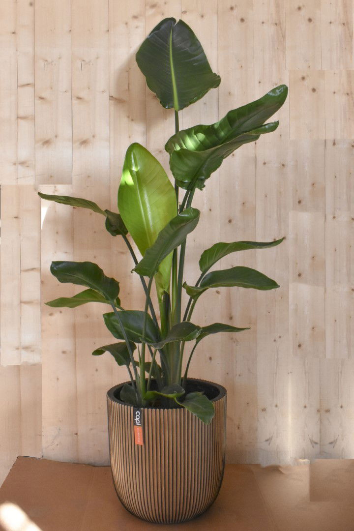 https://cdn.warentuin.nl/media/catalog/product/L/E/LEVE8149900043606_warentuin_natuurlijk_kamerplant_strelitzia_in_gouden_pot_groo_d710.jpg