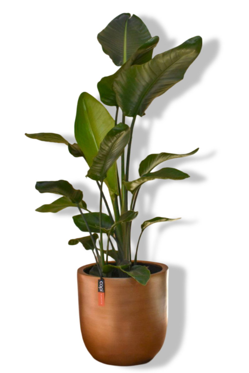 https://cdn.warentuin.nl/media/catalog/product/L/E/LEVE8149900043607_01_warentuin_natuurlijk_paradijsvogelbloem_nico_c55c.jpg
