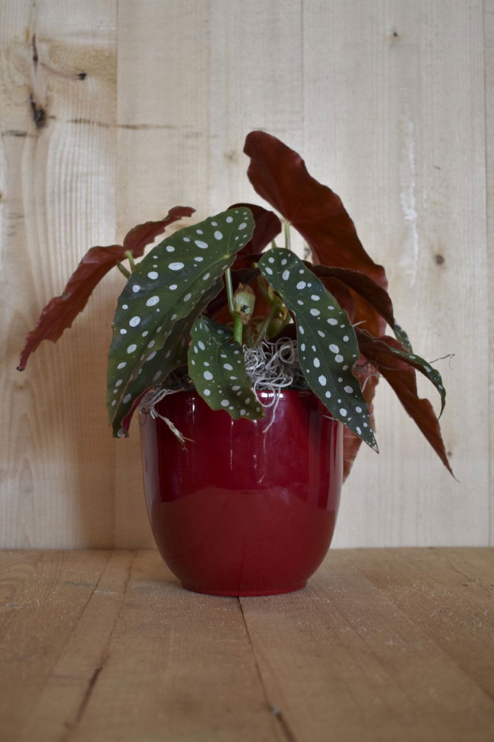 https://cdn.warentuin.nl/media/catalog/product/L/E/LEVE8149900043608_01_warentuin_natuurlijk_kamerplant_begonia_maculata_in_rode_p_4028.jpg